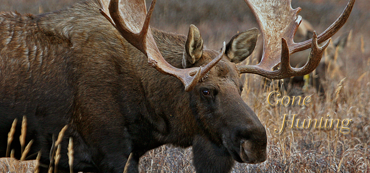 014 Gone Hunting (Moose 3)